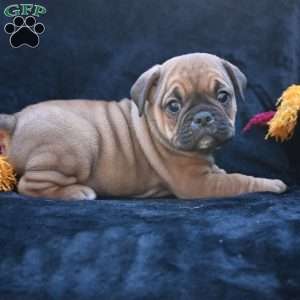 Darla, Miniature Bulldog Puppy